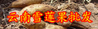 云南雪莲果批发市场_目前价格多少钱一斤？