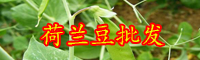 荷兰豆价格_市场上多少钱一斤？怎么种植才好