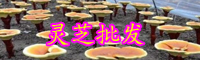 近期灵芝药才多少钱一克（斤）？有什么作用