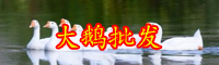 在云南养500只鹅赚多少钱？