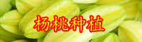 “星星果”杨桃的种植条件！