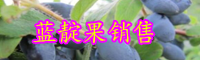 蓝靛果几年可结果？怎样种植?市场前景如何？