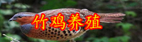 珍禽竹鸡价格大概多少钱一只？