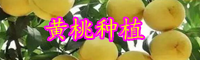 被称为"养生之桃"的黄桃有哪些功效与禁忌？