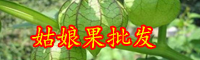 吉祥果灯笼果（姑娘果）市场价格多少钱一斤？怎么吃好？