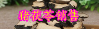 多孔菌科猪苓产自哪里？种子大概多少钱一斤？