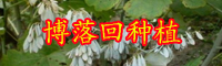 博落回的兽用功效|博落回一亩产量|