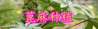 蓖麻油市场价格多少钱一斤？2020价格走势如何？