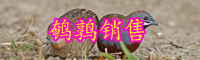 “卵中佳品”鹌鹑蛋价格大概多少钱一斤？两个方法可煮熟！