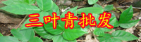 农村自家果园种植什么草效益好？种白三叶和紫花苜蓿有钱赚吗？