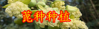 蓖麻油市场价格多少钱一斤？2020价格走势如何？