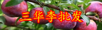 夏季果王“三华李”价格多少钱一斤？种植几年可挂果？