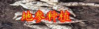 “蔬菜珍品”地参现在多少钱一斤？常食用有减肥的功效！