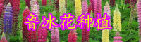 云南鲁冰花种子价格多少钱一斤？怎么种？