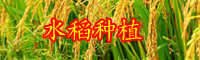 云南现在水稻多少钱一斤？2020年种一亩大约赚多少钱？