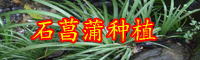 云南石菖蒲多少钱一斤？其功效与作用是什么？