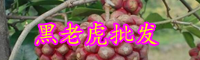 云南黑老虎水果多少钱一斤？药材价格是多少？