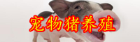 云南宠物猪多少钱一只？怎么养？