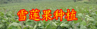 云南现在雪莲果价格多少钱一斤？2020年种植前景如何？