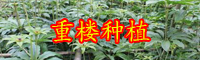云南重楼市场价格多少钱一斤？生长周期是多久？