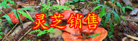 云南现在灵芝多少钱一斤？