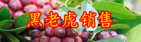 云南黑老虎价格多少钱一斤？有什么功效作用？
