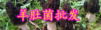 云南羊肚菌价格多少钱一斤？为什么这么贵？