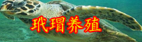 云南玳瑁多少钱一只？玳瑁手镯怎么卖？