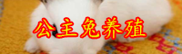云南现在公主兔多少钱一只？买回家怎么养好它？