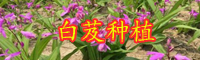 云南小白芨多少钱一斤？2020年种植前景如何？