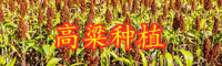 云南高粱市场价格多少钱一斤？亩产多少？