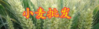云南今年小麦价格是多少钱一斤？
