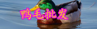 云南鸭毛收购价格多少钱一斤？鸭毛有什么作用？