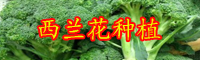 云南西兰花价格是多少钱一斤？栽培技术要点有哪些？