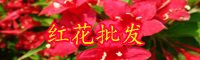 云南有活血化瘀效果的红花别名叫什么？价格大概多少钱一斤？