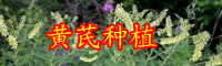 云南药材黄芪别名叫什么？价格大概多少钱一斤？