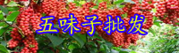 云南常用中药材南五味子的别名叫什么？价格多少钱一斤？