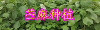 云南苎麻的价格为多少钱一斤？其功效与作用是什么？