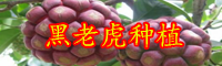 年云南黑老虎种苗价格为多少钱一株？栽培技术要点是什么？