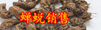 云南蝉蜕新价格为多少钱一斤？它的功效与作用是什么？