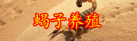云南蝎子多少钱一斤？它的养殖前景和利润如何？