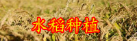 云南水稻亩产1365公斤是怎么回事？可以增收多少钱？