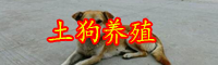 云南土狗多少钱一只？2020年养一只大约赚多少钱？
