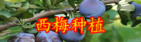 2020年云南西梅的种植前景如何？现在价格多少钱一斤？