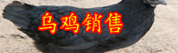 云南乌鸡多少钱一斤？2020年养殖赚钱吗？