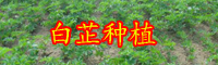 云南白芷价格多少钱一斤？它的功效和作用是什么？
