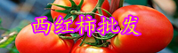 云南西红柿的别名叫什么？今日价格大概多少钱一斤？