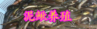 2019年云南泥鳅价格多少钱一斤？功效有哪些？