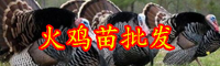 云南火鸡苗多少钱一只？繁殖特点与配种如何把握？