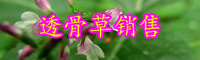云南透骨草的别名叫什么？价格大概多少钱一斤？